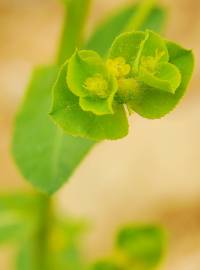 Fotografia da espécie Euphorbia hirsuta