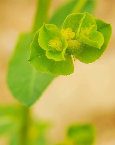 Fotografia de capa Euphorbia hirsuta - do Jardim Botânico