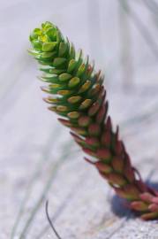 Fotografia da espécie Euphorbia paralias