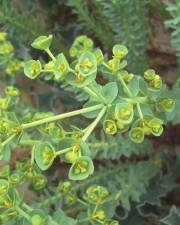 Fotografia da espécie Euphorbia paralias