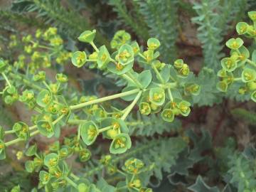 Fotografia da espécie Euphorbia paralias