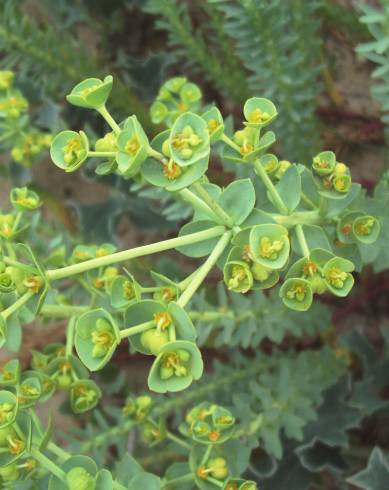 Fotografia de capa Euphorbia paralias - do Jardim Botânico