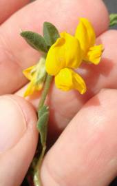 Fotografia da espécie Coronilla repanda subesp. repanda