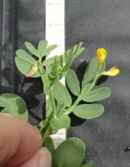 Coronilla repanda subesp. repanda