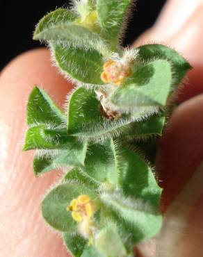 Fotografia 7 da espécie Euphorbia hirsuta no Jardim Botânico UTAD