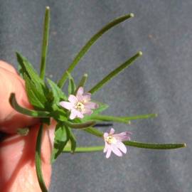 Fotografia da espécie Epilobium parviflorum