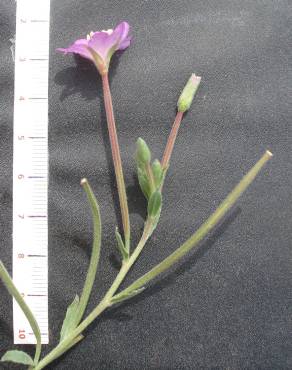 Fotografia 5 da espécie Epilobium parviflorum no Jardim Botânico UTAD