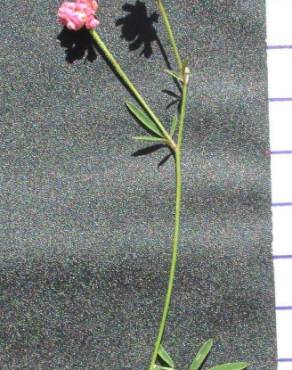 Fotografia 3 da espécie Dorycnopsis gerardi no Jardim Botânico UTAD