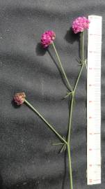 Fotografia da espécie Dorycnopsis gerardi