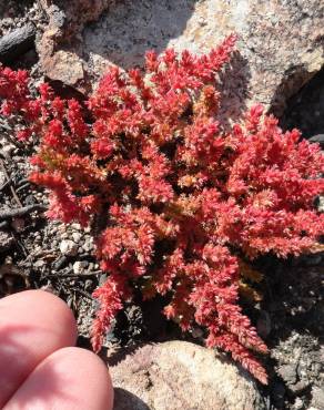 Fotografia 3 da espécie Crassula tillaea no Jardim Botânico UTAD