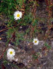 Fotografia da espécie Erigeron karvinskianus