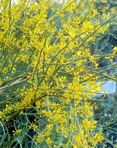 Fotografia de capa Retama sphaerocarpa - do Jardim Botânico