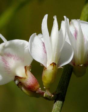 Fotografia 1 da espécie Retama monosperma no Jardim Botânico UTAD