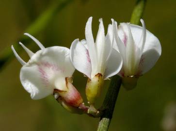 Fotografia da espécie Retama monosperma