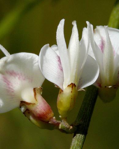 Fotografia de capa Retama monosperma - do Jardim Botânico