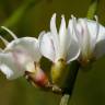 Fotografia 1 da espécie Retama monosperma do Jardim Botânico UTAD