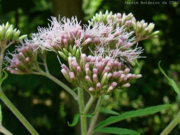 Fotografia da espécie Eupatorium cannabinum subesp. cannabinum