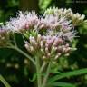 Fotografia 3 da espécie Eupatorium cannabinum subesp. cannabinum do Jardim Botânico UTAD