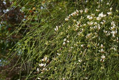 Fotografia da espécie Retama monosperma