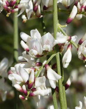 Fotografia 3 da espécie Retama monosperma no Jardim Botânico UTAD