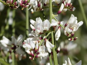 Fotografia da espécie Retama monosperma