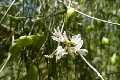 Fotografia da espécie Retama monosperma