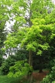 Fotografia da espécie Robinia pseudoacacia