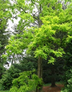 Fotografia 3 da espécie Robinia pseudoacacia no Jardim Botânico UTAD