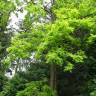 Fotografia 3 da espécie Robinia pseudoacacia do Jardim Botânico UTAD