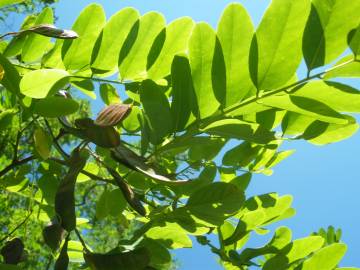 Fotografia da espécie Robinia pseudoacacia