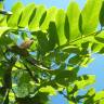 Fotografia 4 da espécie Robinia pseudoacacia do Jardim Botânico UTAD