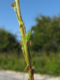 Fotografia da espécie Rapistrum rugosum subesp. linnaeanum