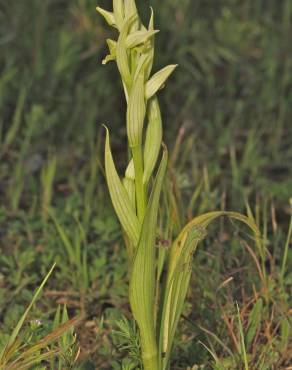 Fotografia 3 da espécie Serapias parviflora no Jardim Botânico UTAD