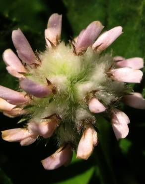 Fotografia 5 da espécie Trifolium tomentosum no Jardim Botânico UTAD