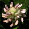 Fotografia 5 da espécie Trifolium tomentosum do Jardim Botânico UTAD