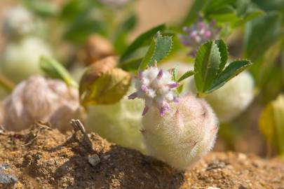 Fotografia da espécie Trifolium tomentosum