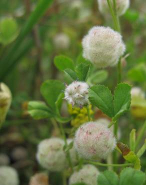 Fotografia 8 da espécie Trifolium tomentosum no Jardim Botânico UTAD