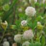 Fotografia 8 da espécie Trifolium tomentosum do Jardim Botânico UTAD