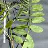 Fotografia 5 da espécie Robinia pseudoacacia do Jardim Botânico UTAD