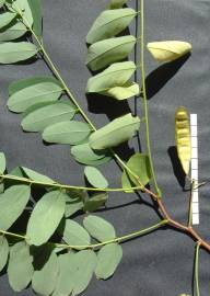 Fotografia da espécie Robinia pseudoacacia