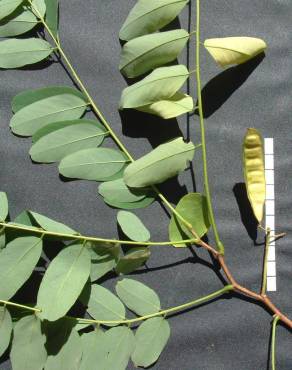 Fotografia 6 da espécie Robinia pseudoacacia no Jardim Botânico UTAD