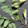 Fotografia 6 da espécie Robinia pseudoacacia do Jardim Botânico UTAD
