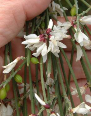 Fotografia 9 da espécie Retama monosperma no Jardim Botânico UTAD