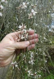 Fotografia da espécie Retama monosperma