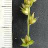Fotografia 1 da espécie Carex divulsa subesp. divulsa do Jardim Botânico UTAD