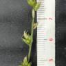 Fotografia 2 da espécie Carex divulsa subesp. divulsa do Jardim Botânico UTAD