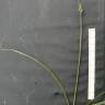 Fotografia 3 da espécie Carex divulsa subesp. divulsa do Jardim Botânico UTAD
