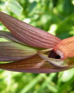 Fotografia 8 da espécie Serapias parviflora no Jardim Botânico UTAD