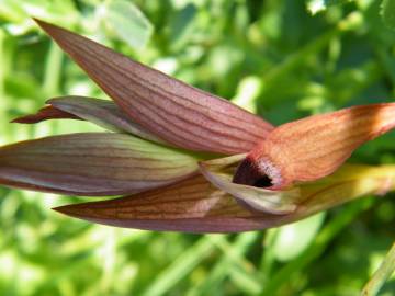 Fotografia da espécie Serapias parviflora