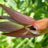 Fotografia 8 da espécie Serapias parviflora do Jardim Botânico UTAD